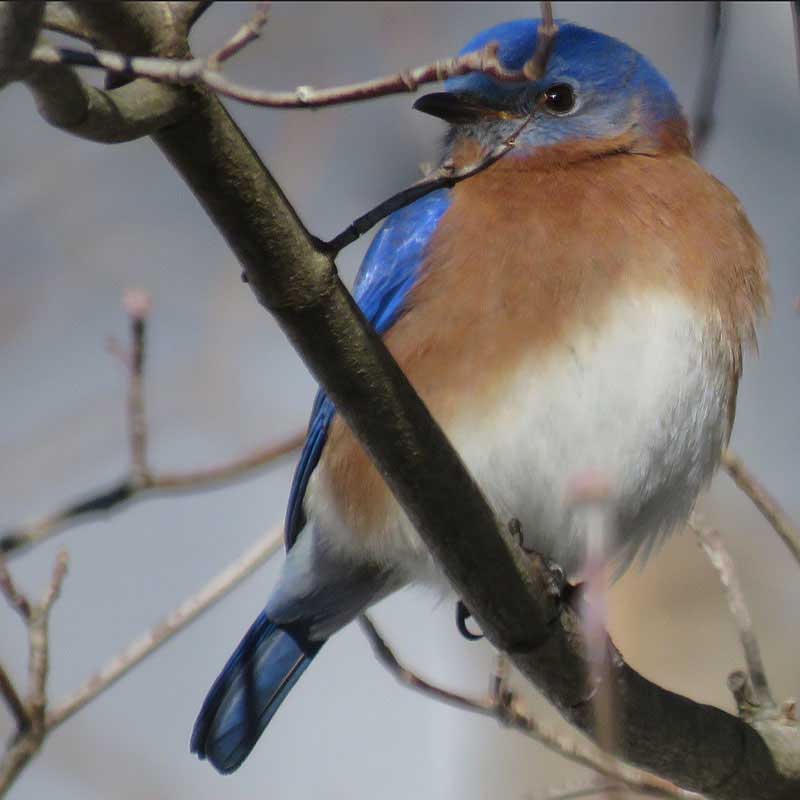 Bluebird Symbolism & Meaning - Everything We Know