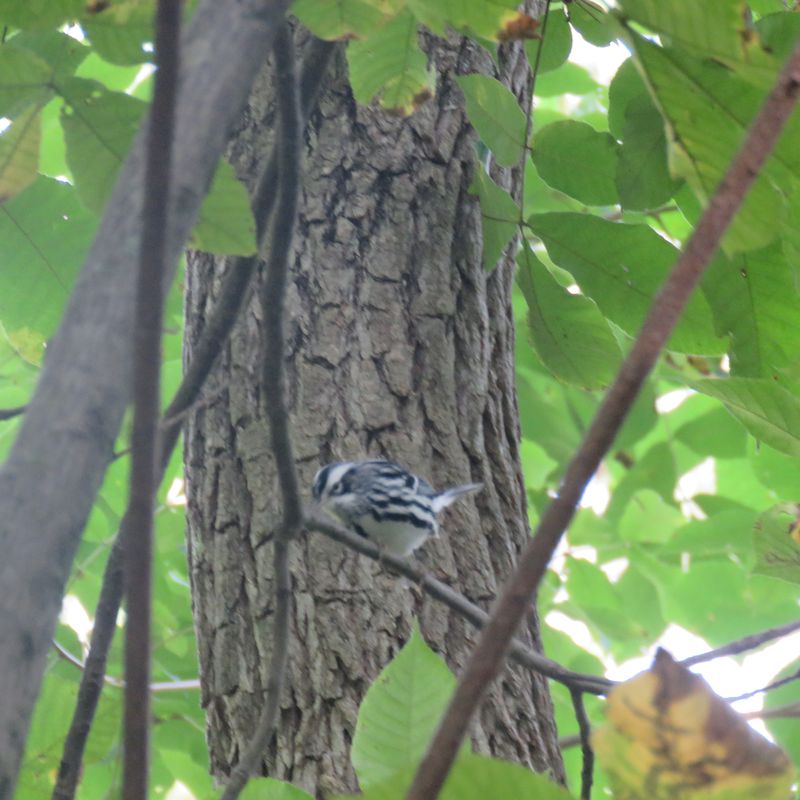 9-25-2022 black and white warbler Mary Conklin 800x800