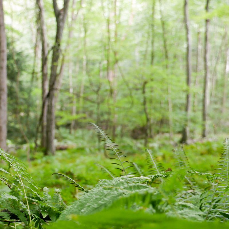 Photographer 12 Mary Conklin A path through the ferns 800x800