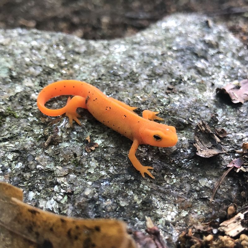 Red Spotted Newt - Swan Preserve June 28 2020 800x800