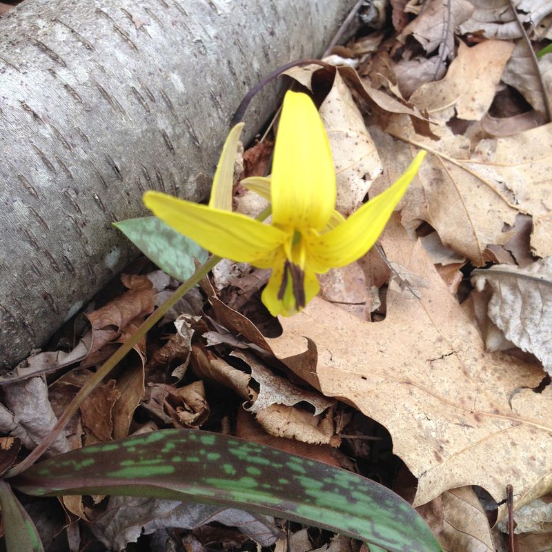 Trout lily Swan Preserve Apr 2016 800x800