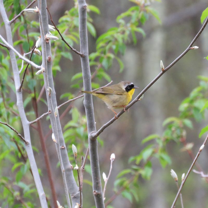 5-8-2021 common yellowthroat SWW best 800x800