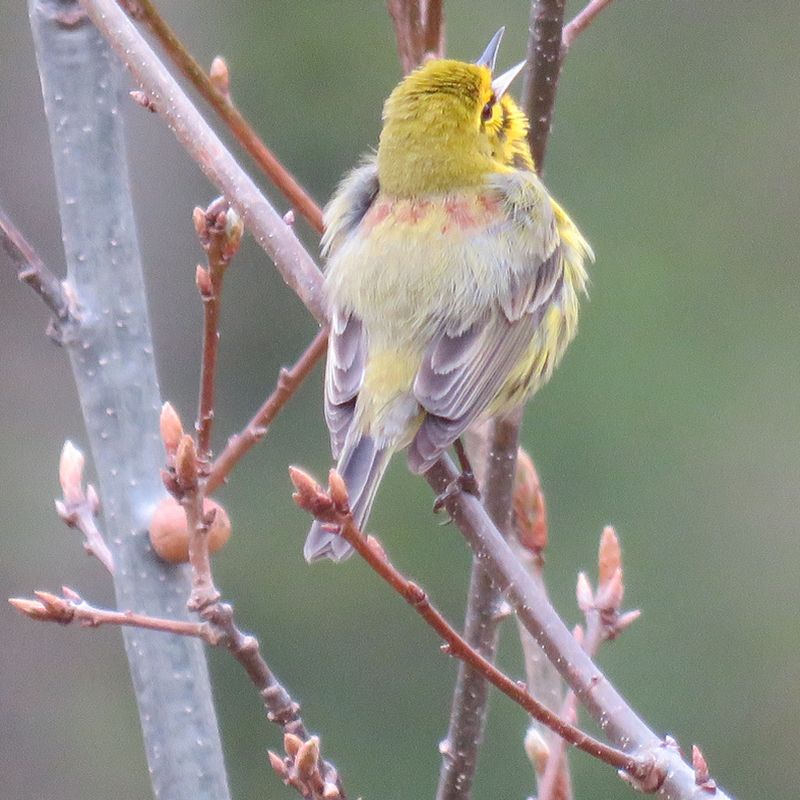 5-8-2021 prairie warbler singing SWW best 800x800