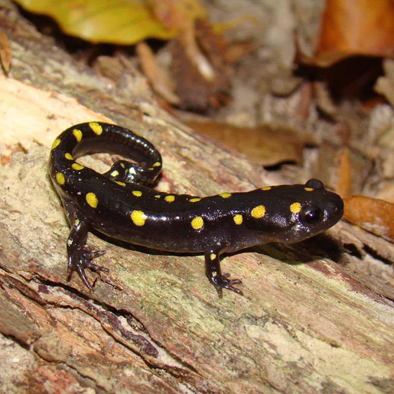 spotted salamander 800x800