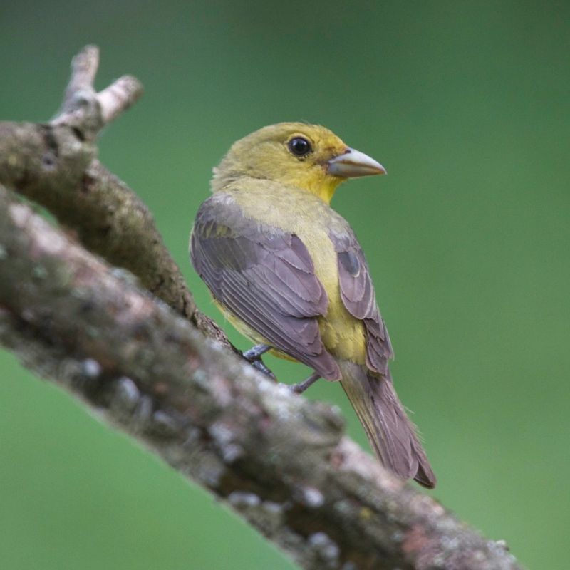 female_scarlet_tanager_800x800