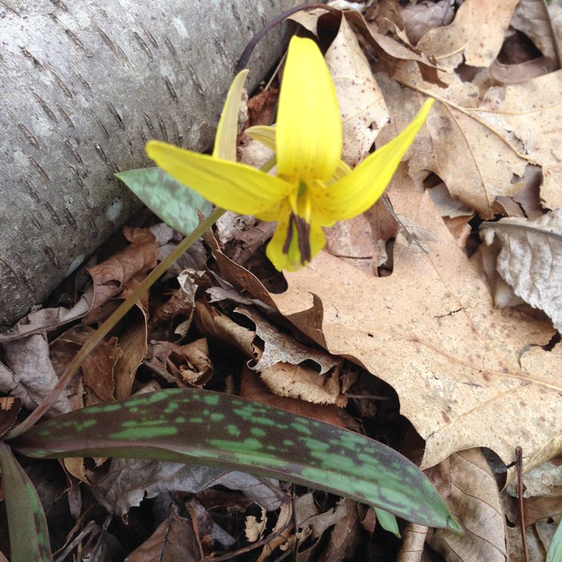 swan_preserve_flower_800x800