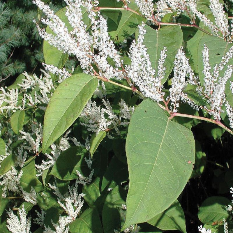 Japanese Knotweed