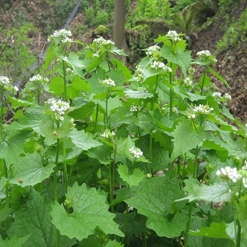 Garlic Mustard